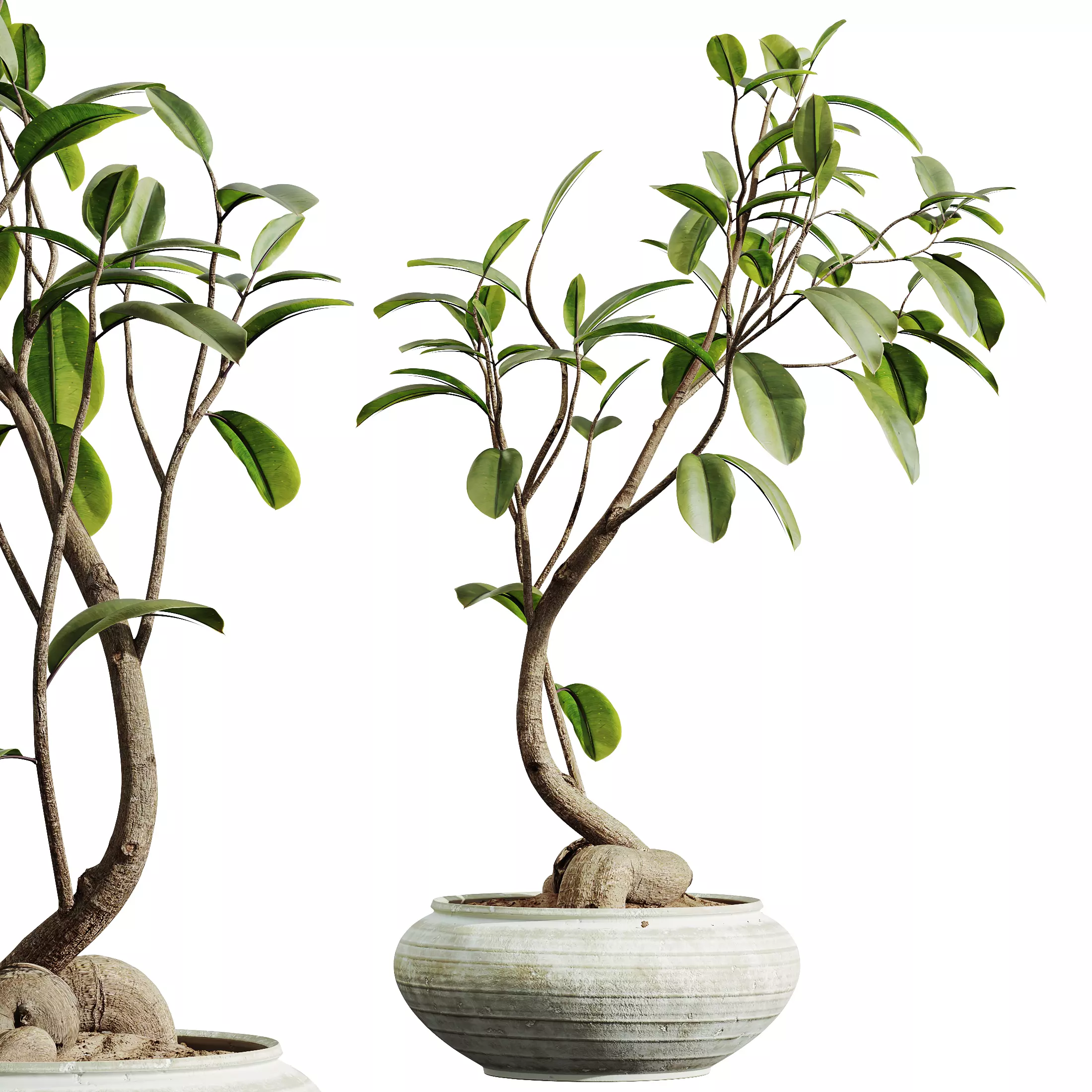AV Indoor Plants Set 335 Banana Olive Ficus 3D model_2