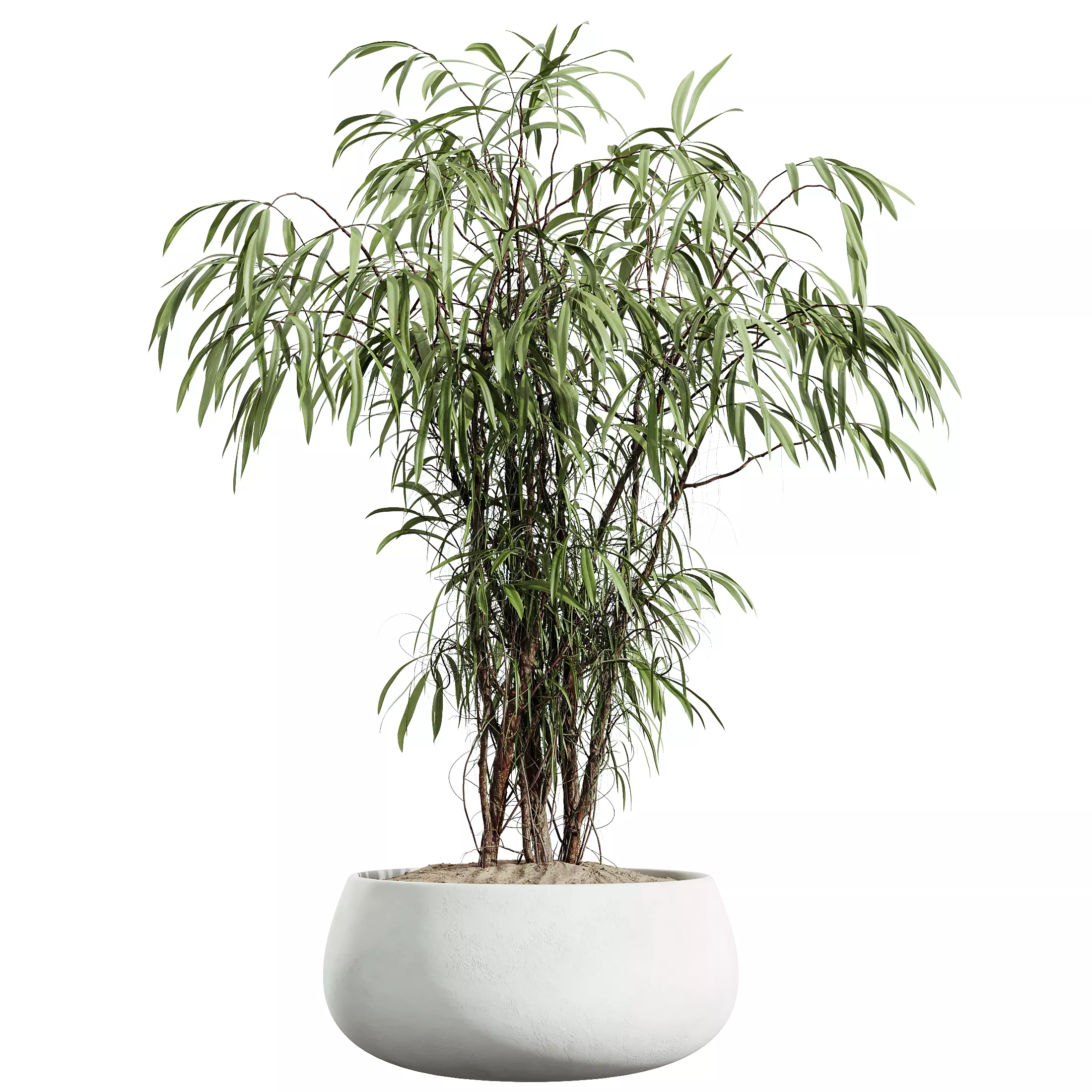 AV Indoor Plants Set 335 Banana Olive Ficus 3D model_1