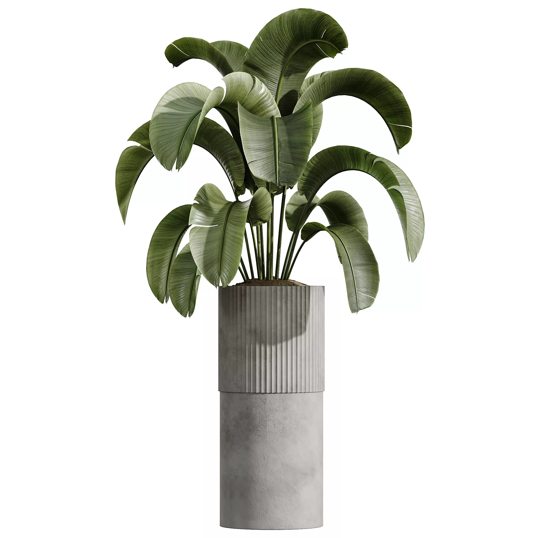 AV Indoor Plants Set 335 Banana Olive Ficus 3D model_4