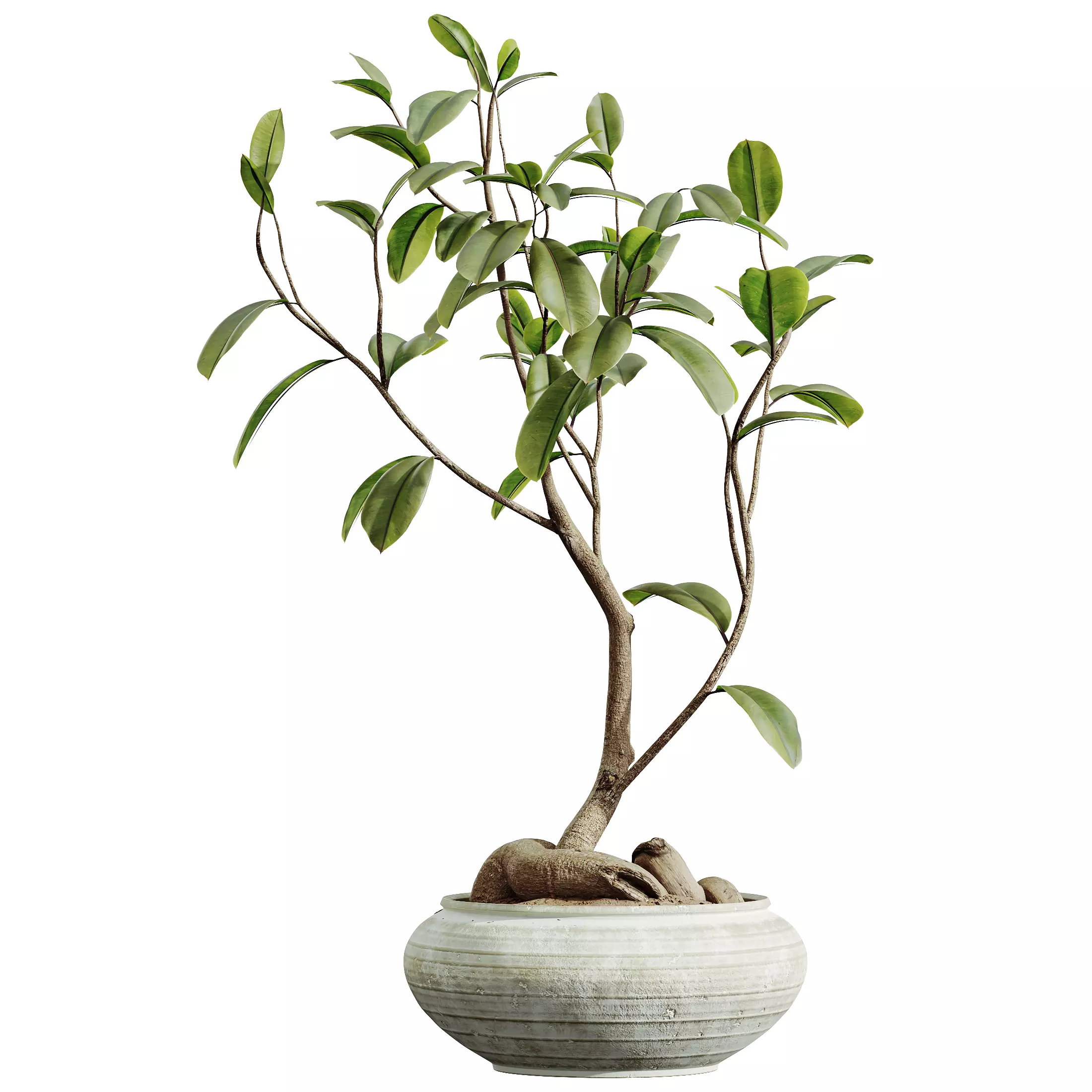 AV Indoor Plants Set 335 Banana Olive Ficus 3D model_6