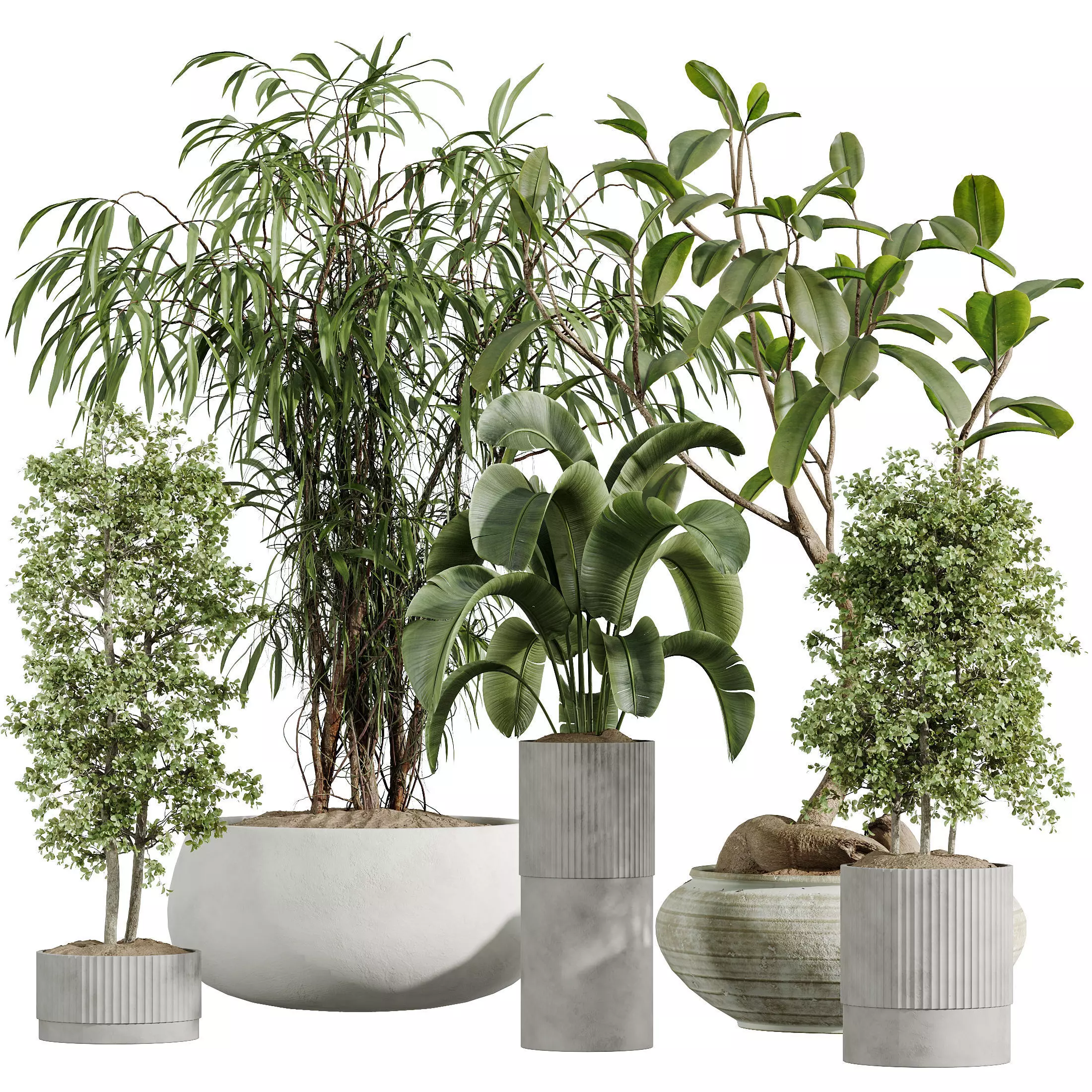 AV Indoor Plants Set 335 Banana Olive Ficus 3D model_7