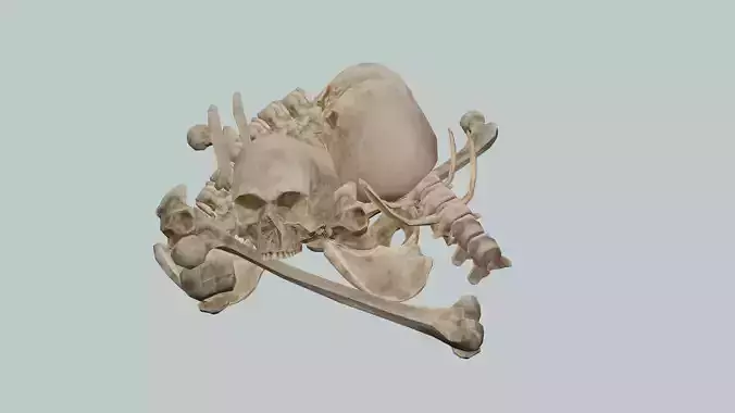 Human Bones And Skulls Collection 3D Model
