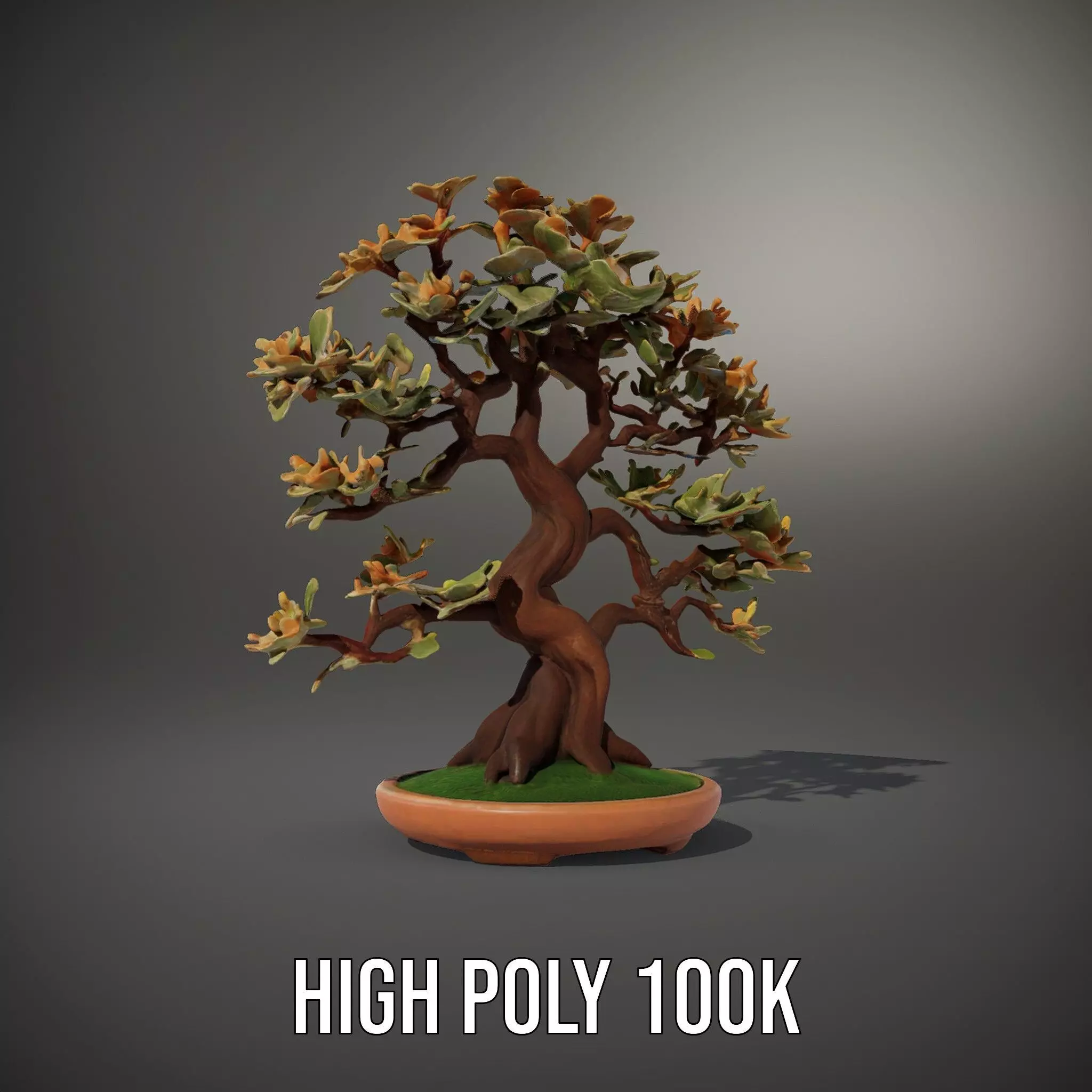 Realistic Bonsai Tree model pack Low-poly 3D model_8