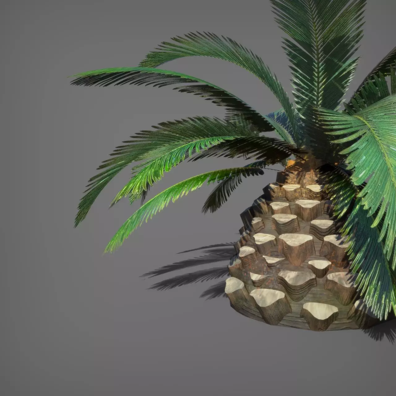 Palm Tree Pindo 3D model_5
