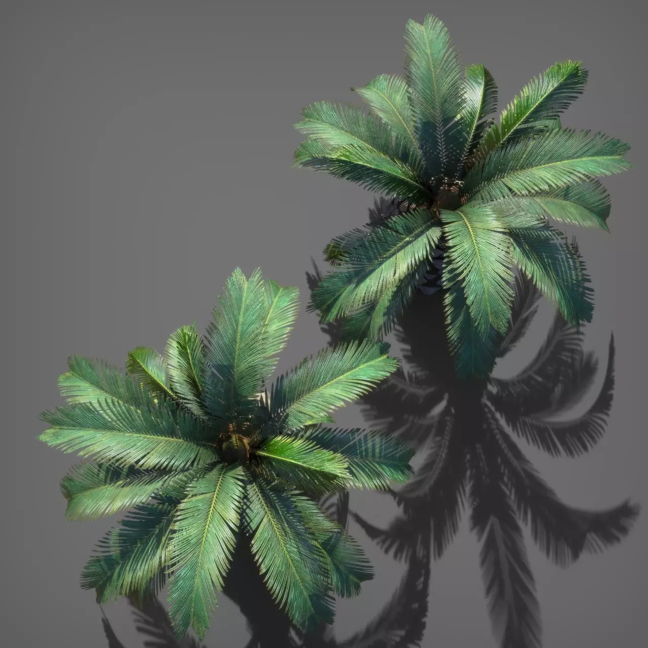 Palm Tree Pindo 3D model_2