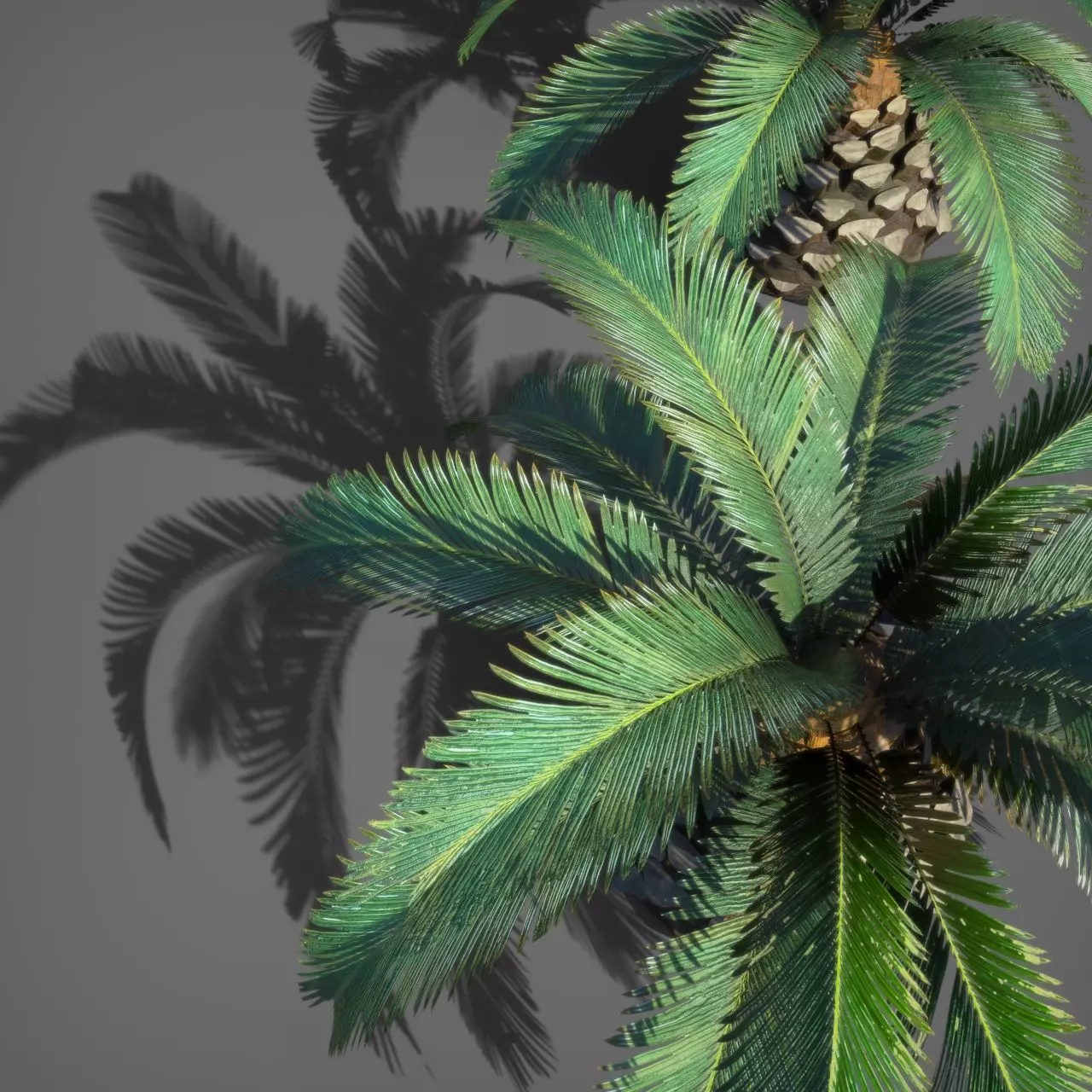 Palm Tree Pindo 3D model_4