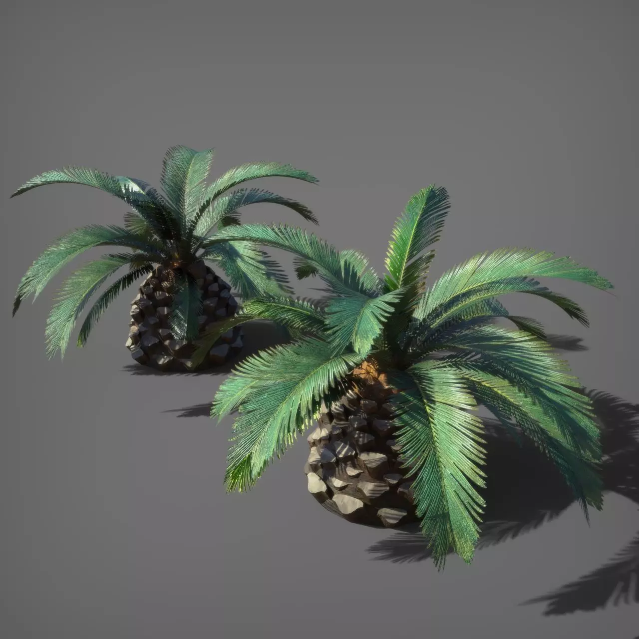 Palm Tree Pindo 3D model_1
