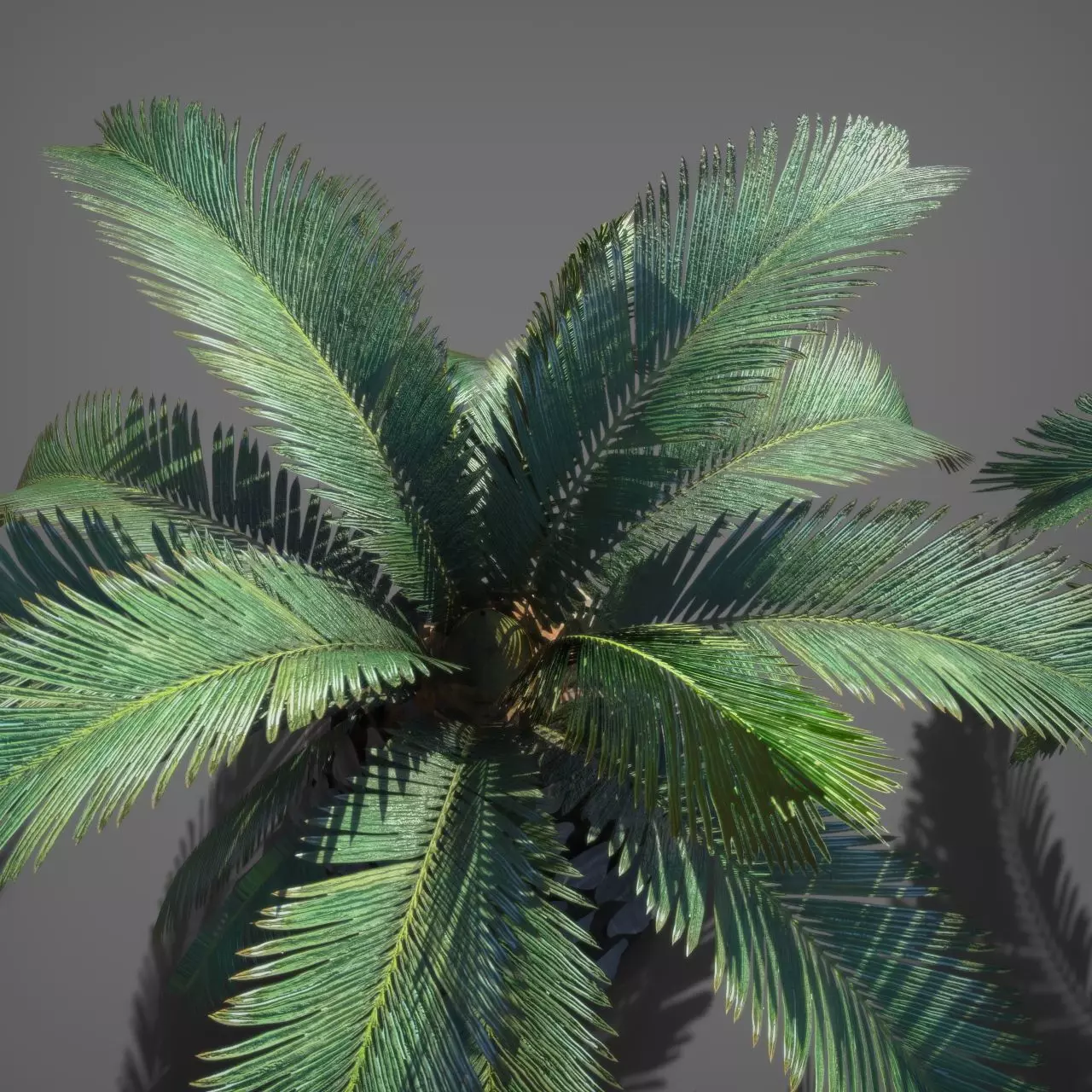 Palm Tree Pindo 3D model_3