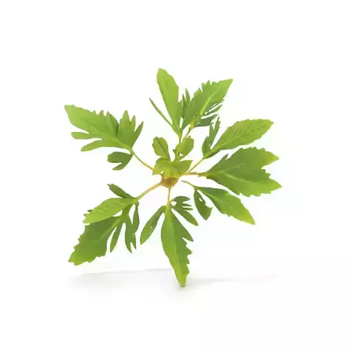 Green Herbaceous Plant model pack Low-poly 3D model
