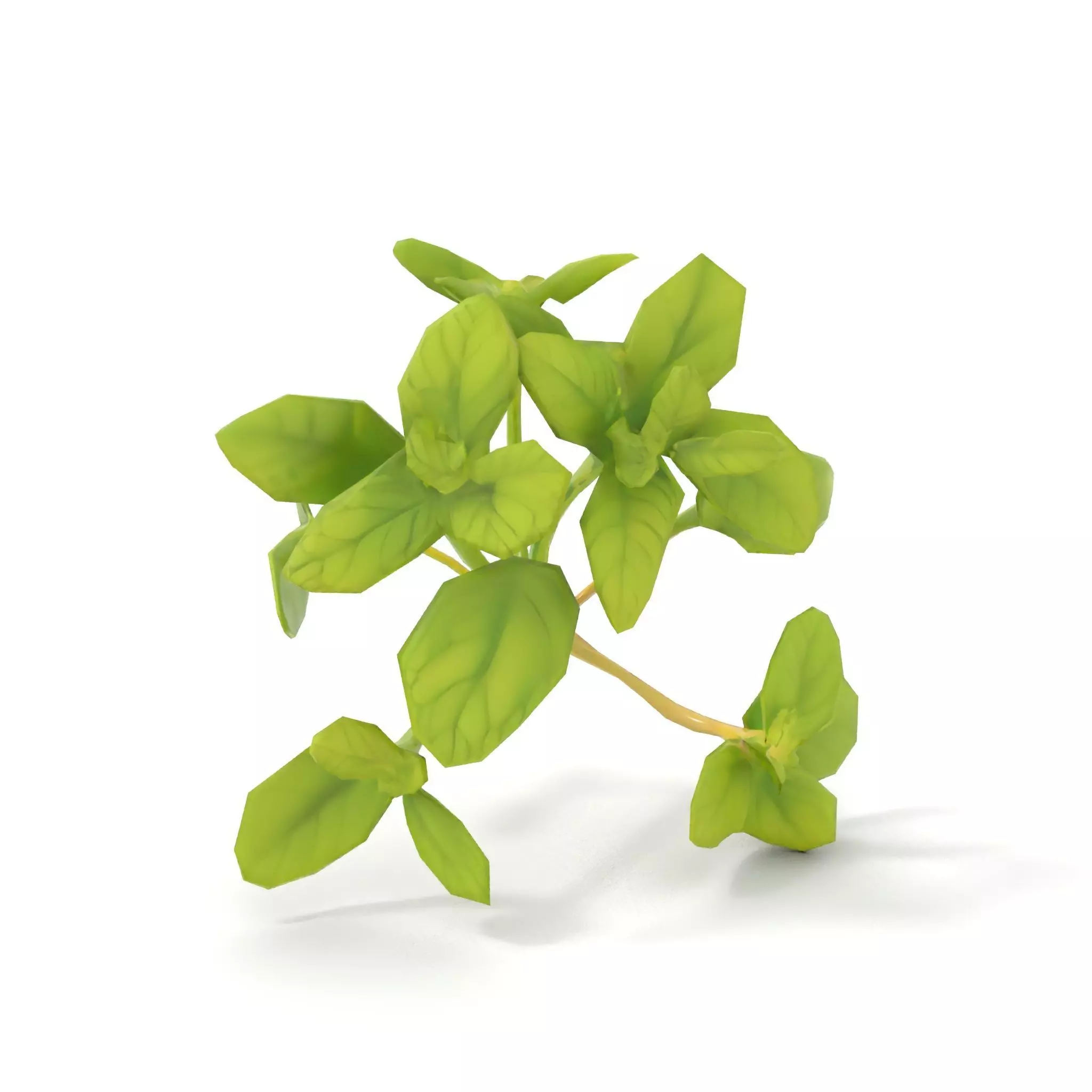 Fresh Mint Leaf model pack Low-poly 3D model_31