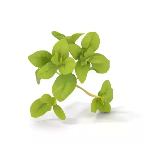 Fresh Mint Leaf model pack Low-poly 3D model