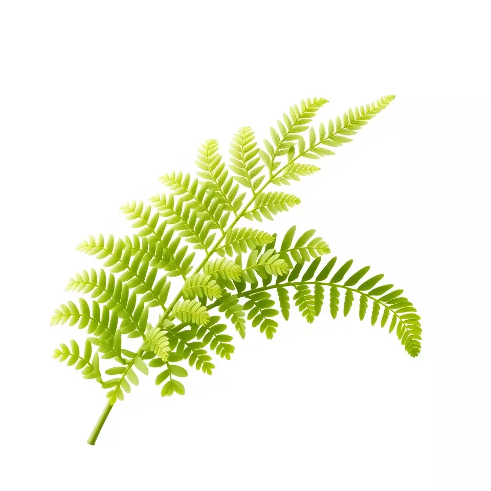 Lush Green Fern model pack Low-poly 3D model_2
