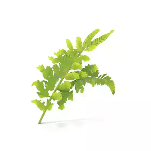 Lush Green Fern model pack Low-poly 3D model