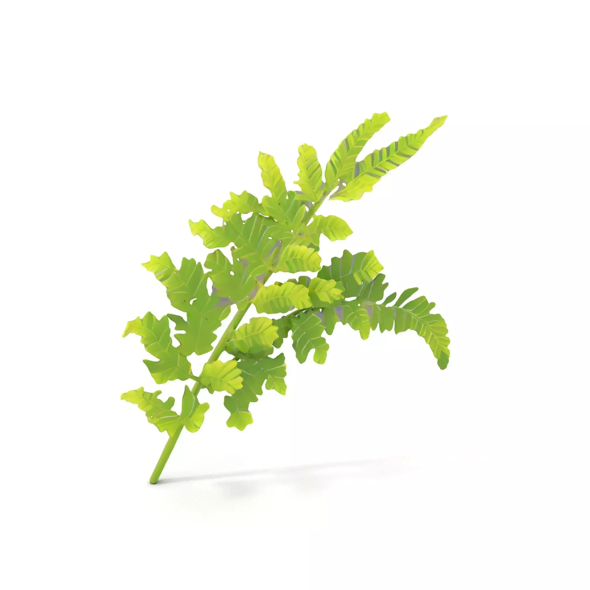 Lush Green Fern model pack Low-poly 3D model_0