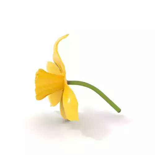 Bright Daffodil model pack Low-poly 3D model