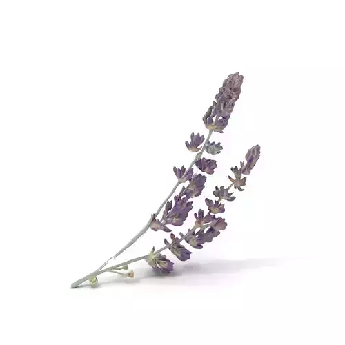 Purple Lavender Blossom model pack