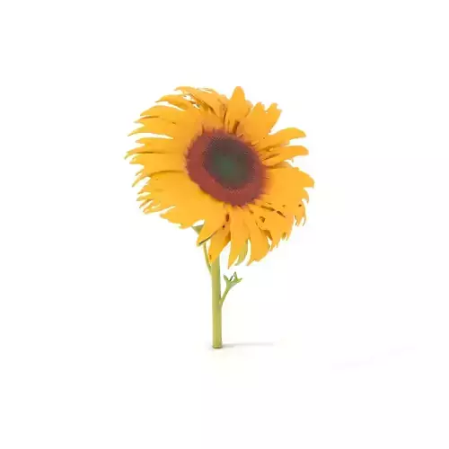 Golden Sunflower model pack Low-poly 3D model