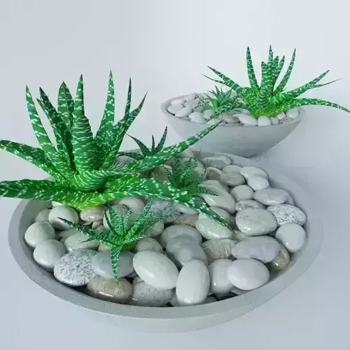 Succulents in bowl with stones