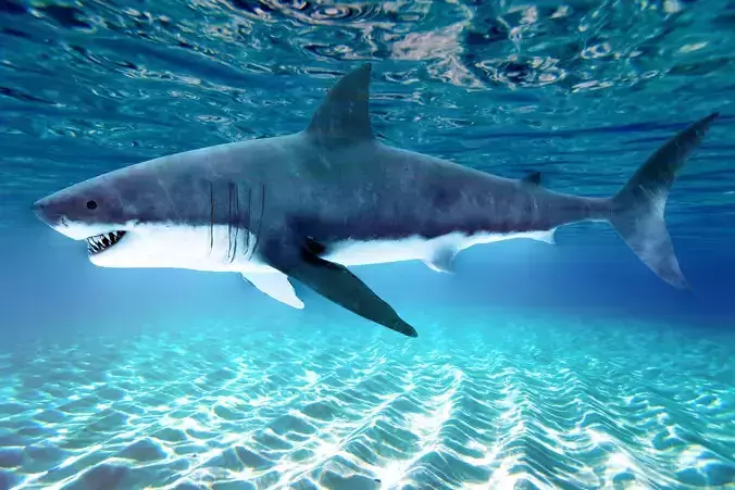 Realistic 3D Shark Model