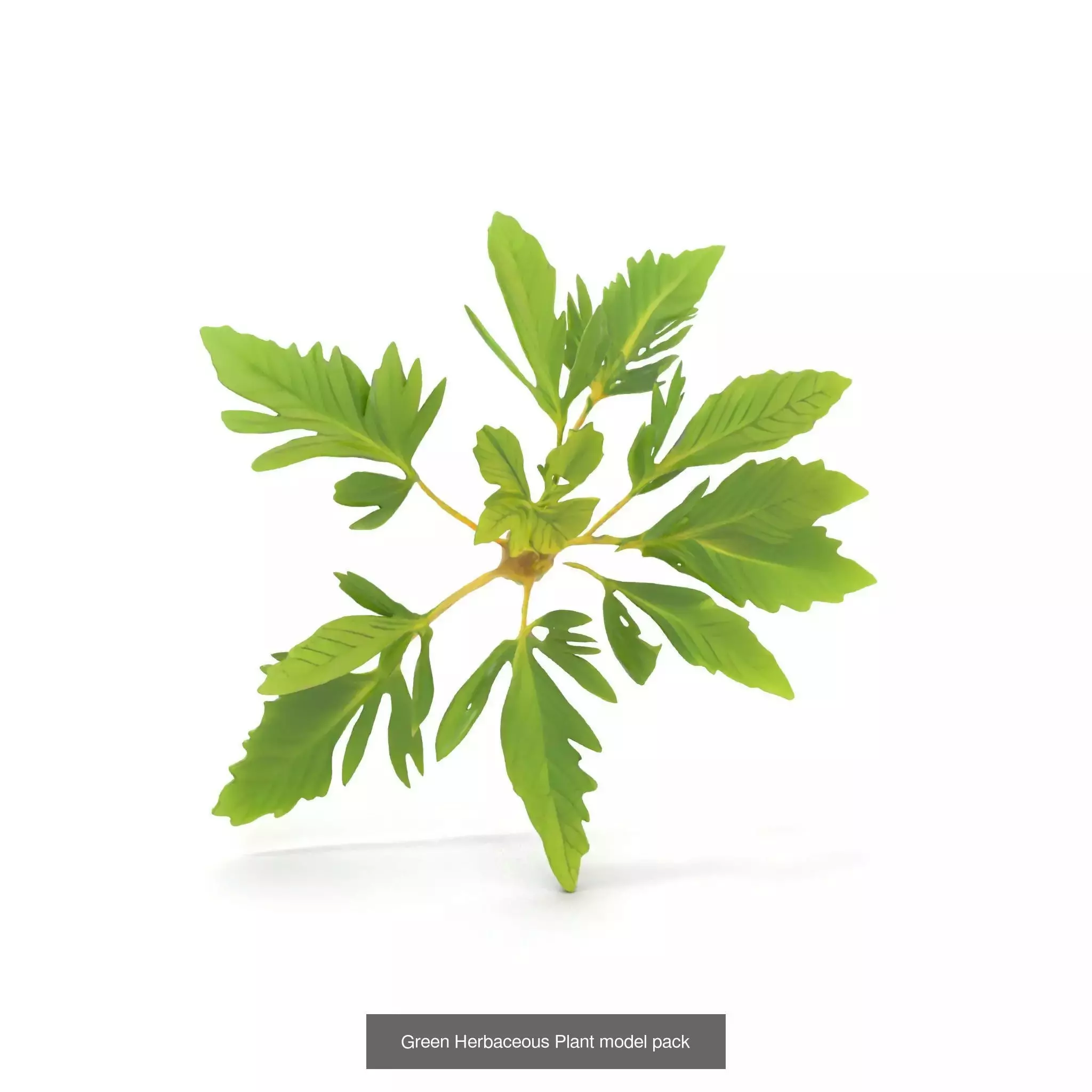 Whimsical Nature Models Pack 3D Model Collection_41