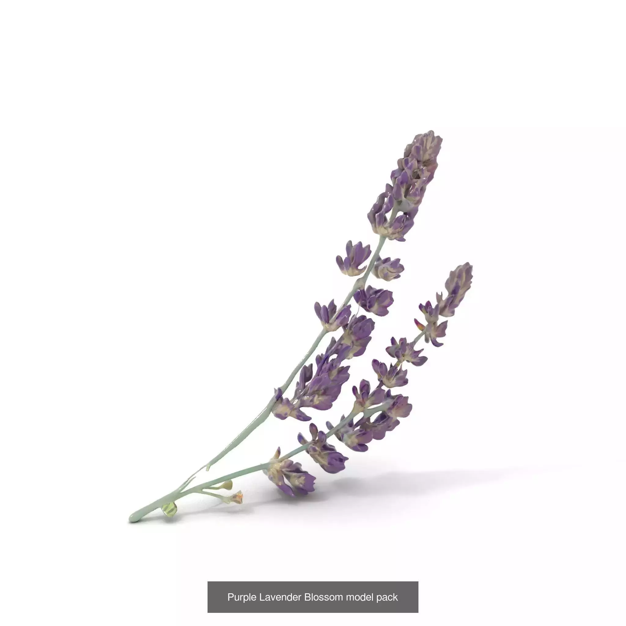 Whimsical Nature Models Pack 3D Model Collection_47