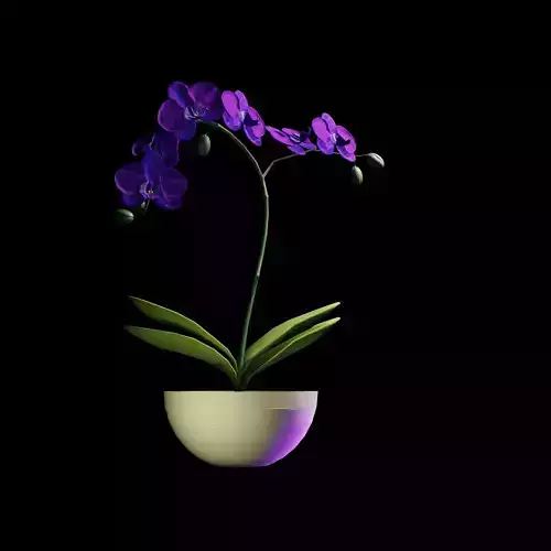 Orchid in Pot  3D Model