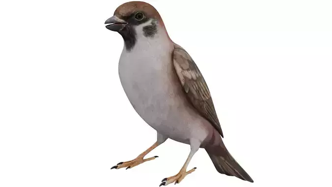 Sparrow