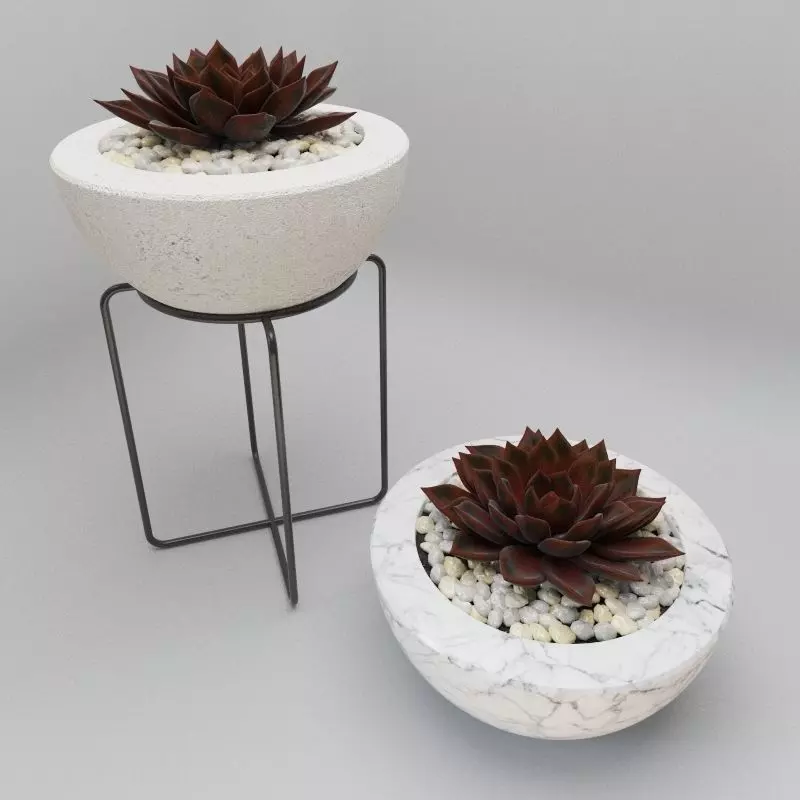 Succulent in bowl with stones 3D model