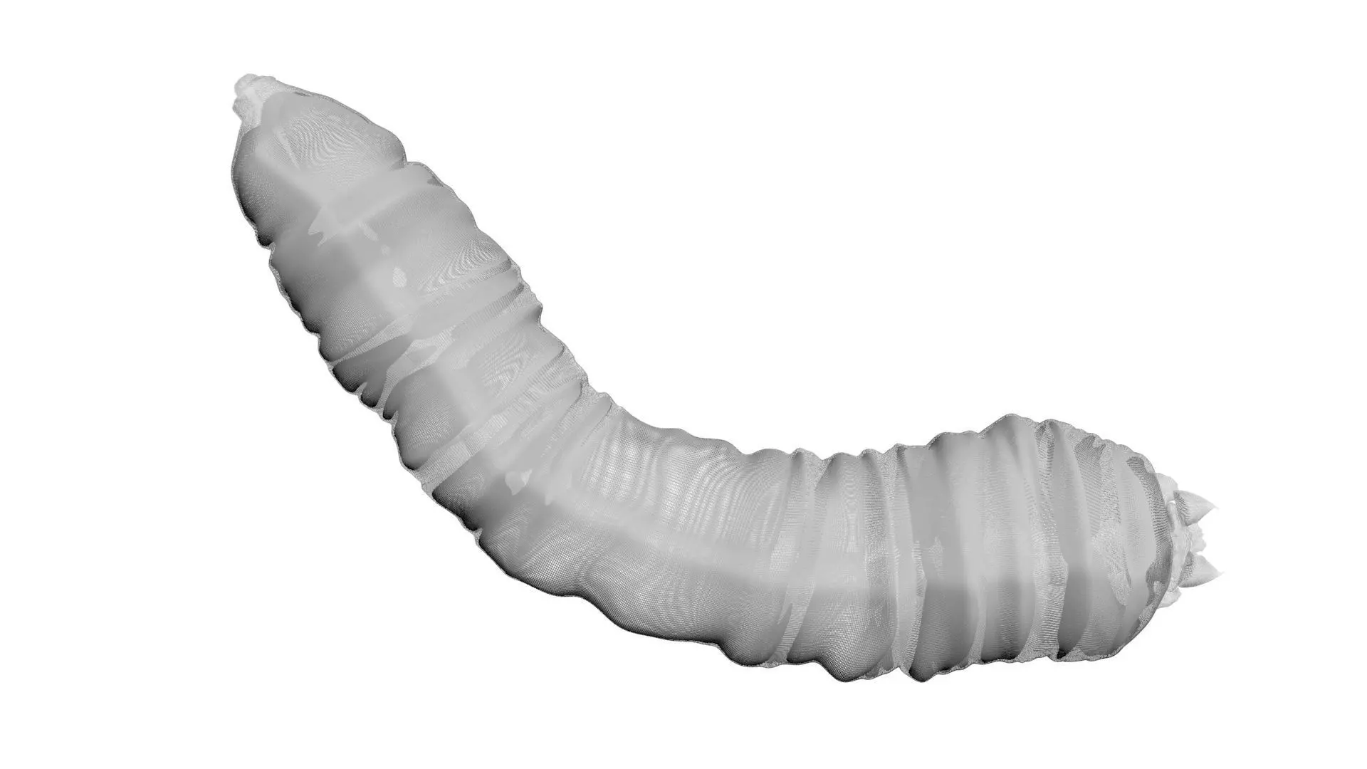 Maggot 3D model_19