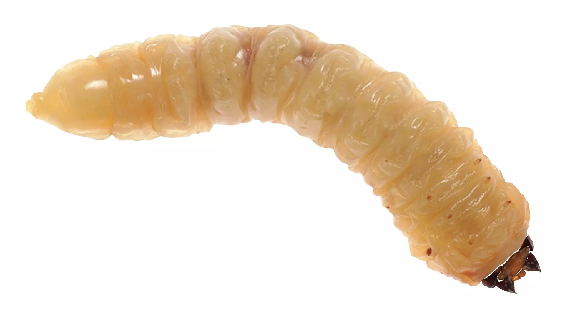 Maggot 3D model_13