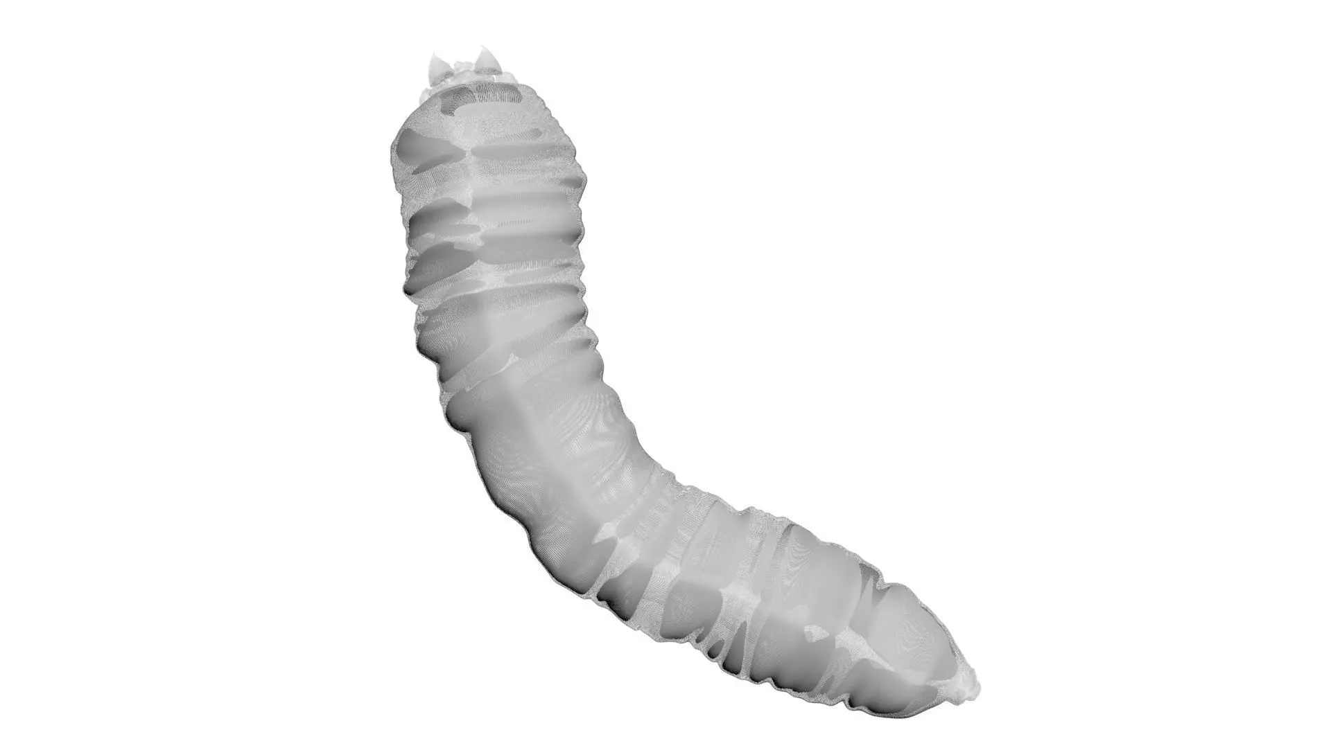 Maggot 3D model_18