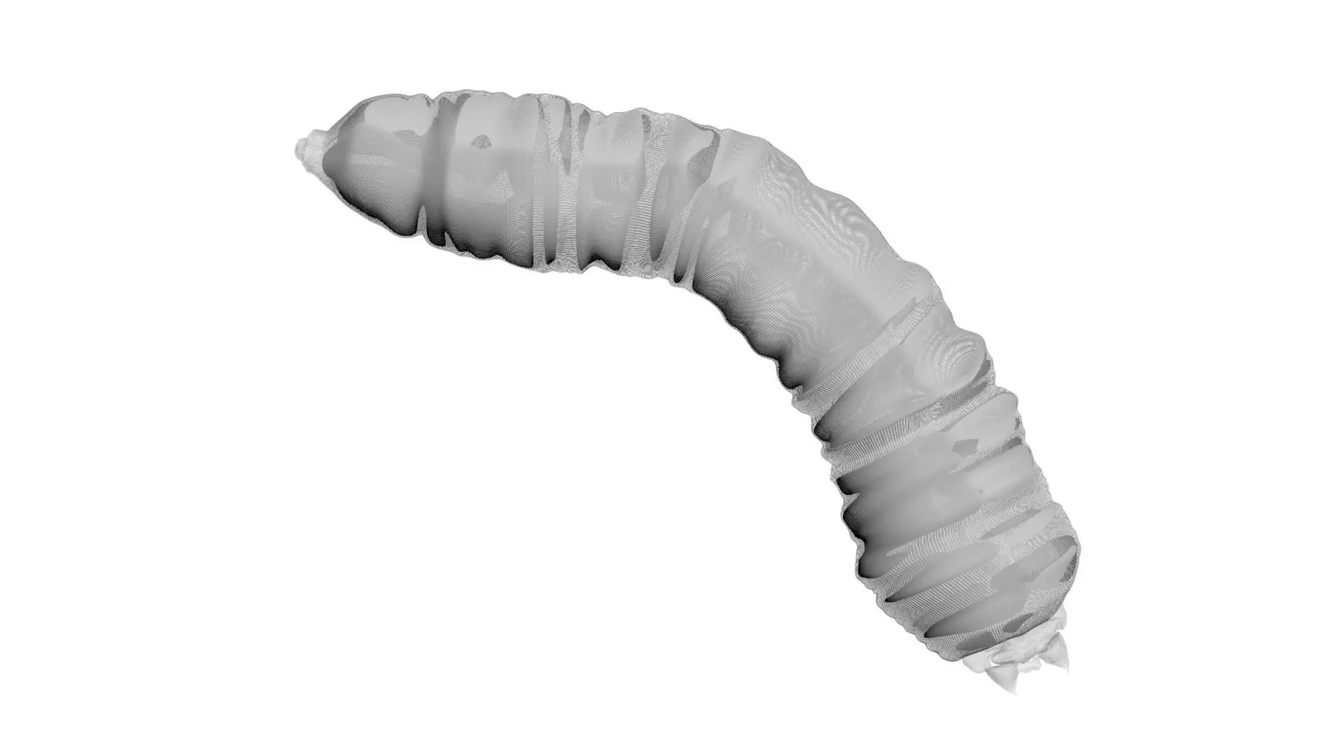 Maggot 3D model_16