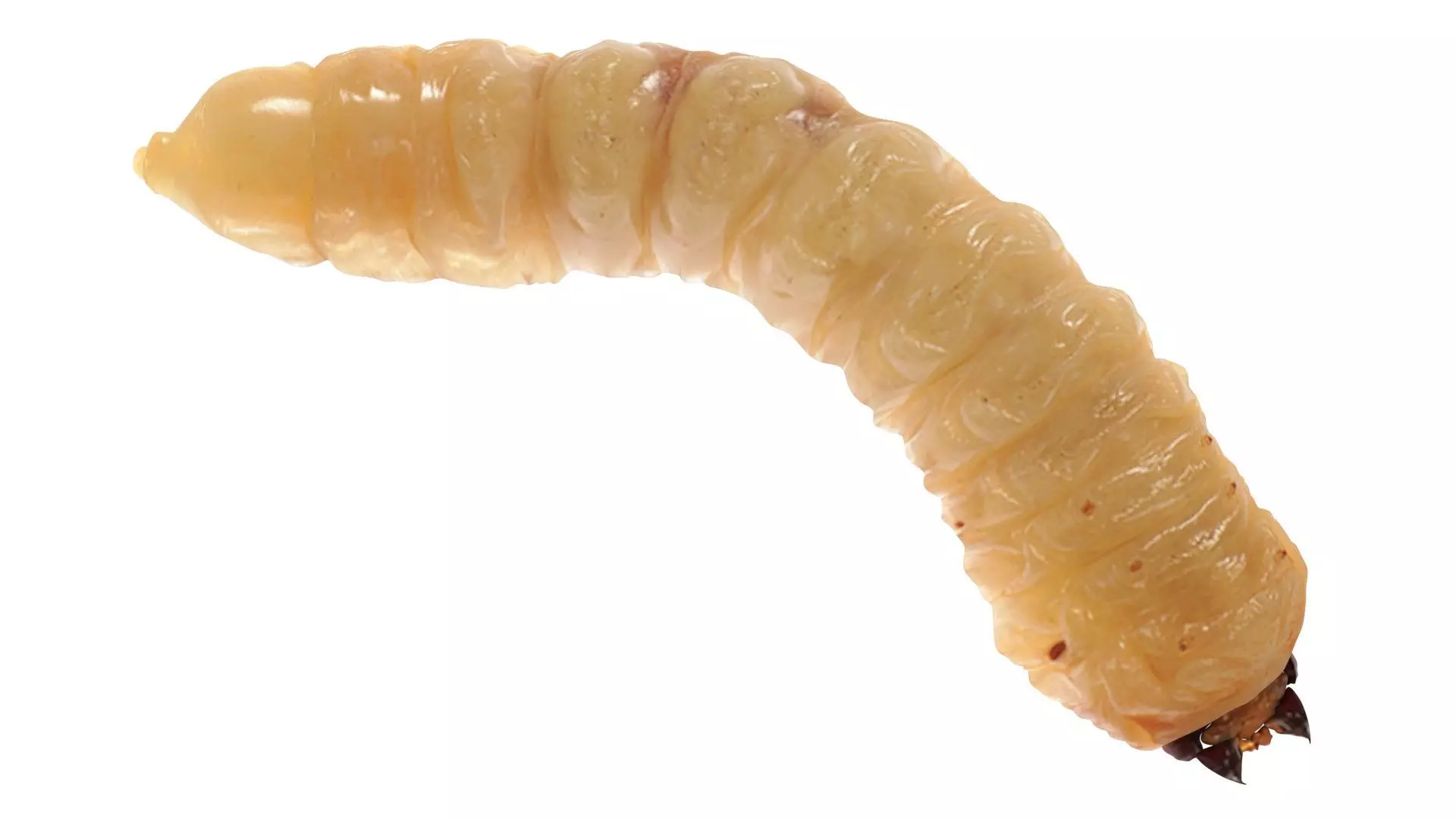 Maggot 3D model_10