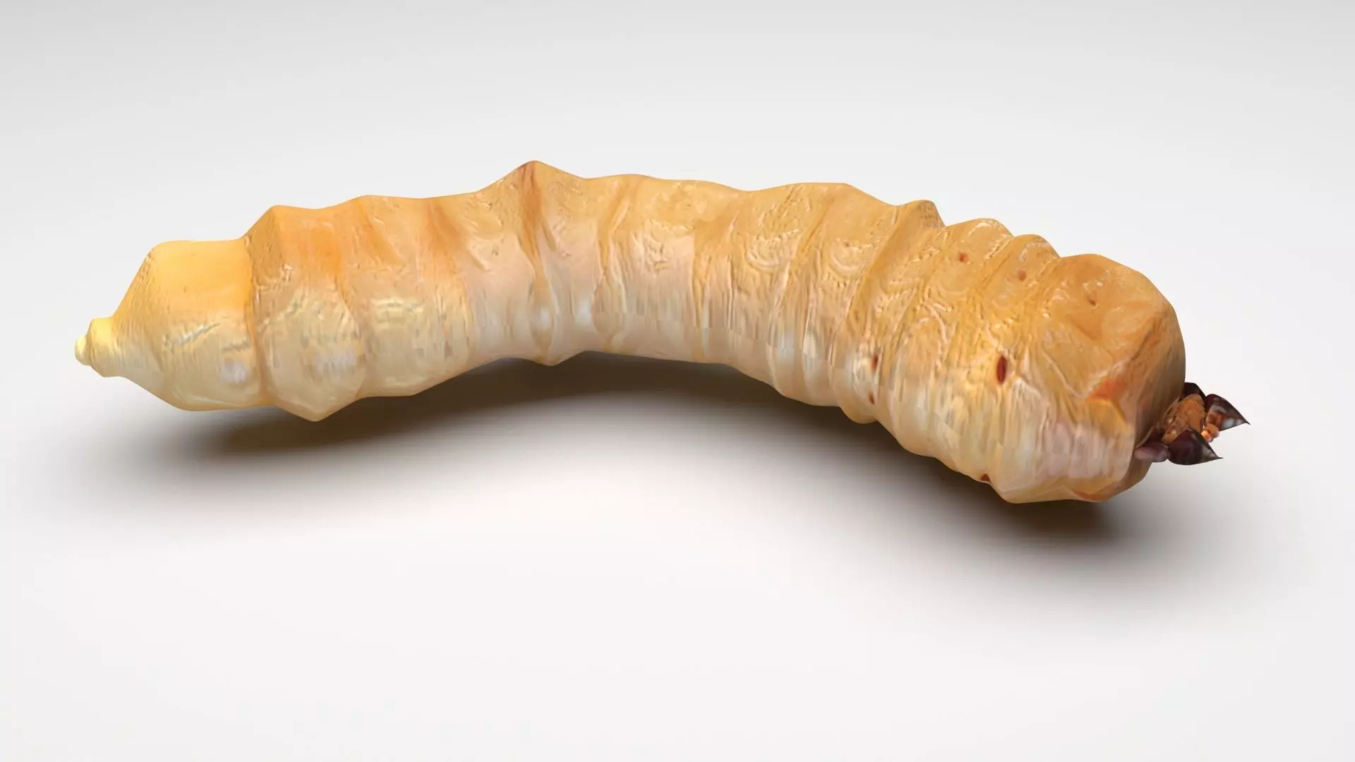 Maggot 3D model_0