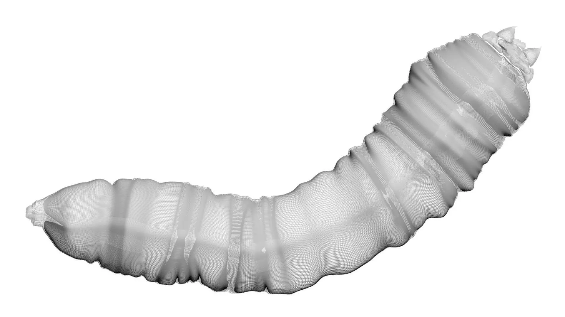Maggot 3D model_22