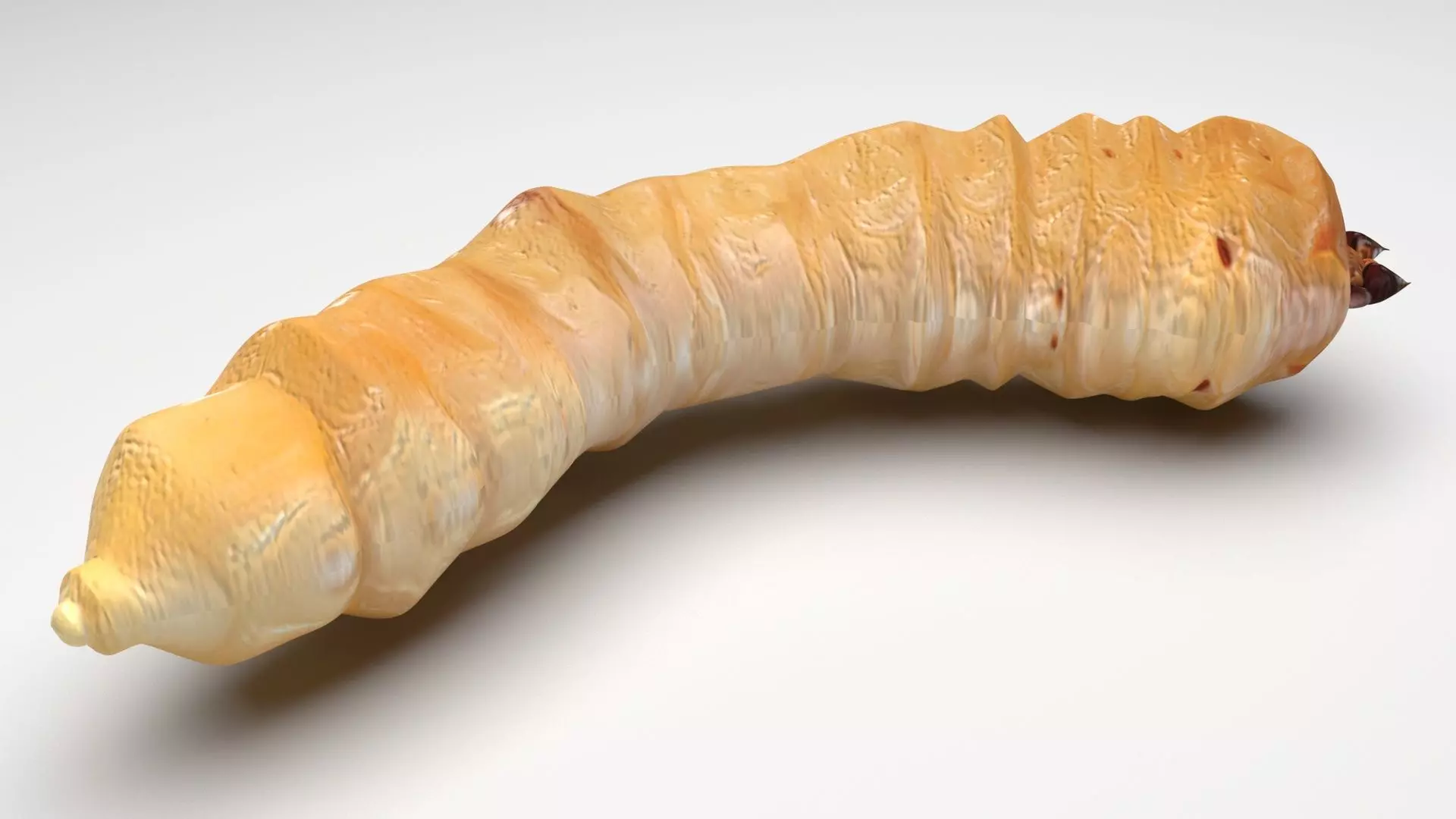 Maggot 3D model_6