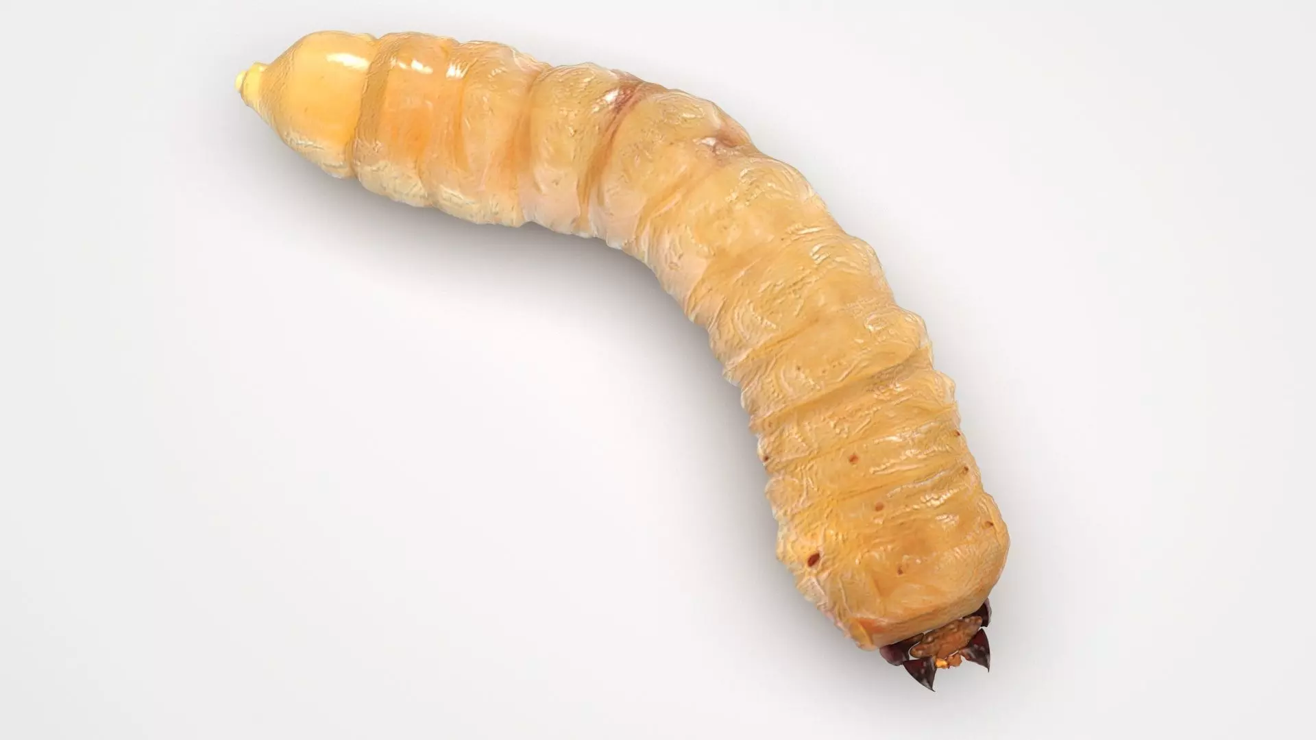 Maggot 3D model_1