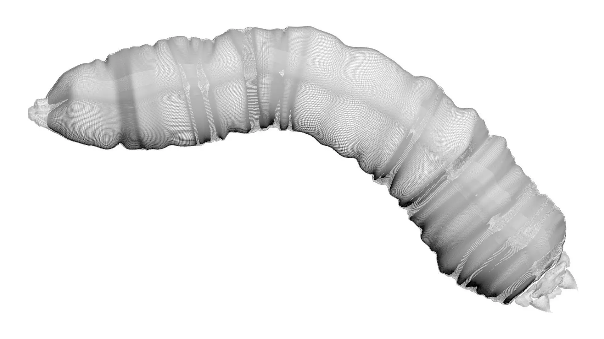 Maggot 3D model_21