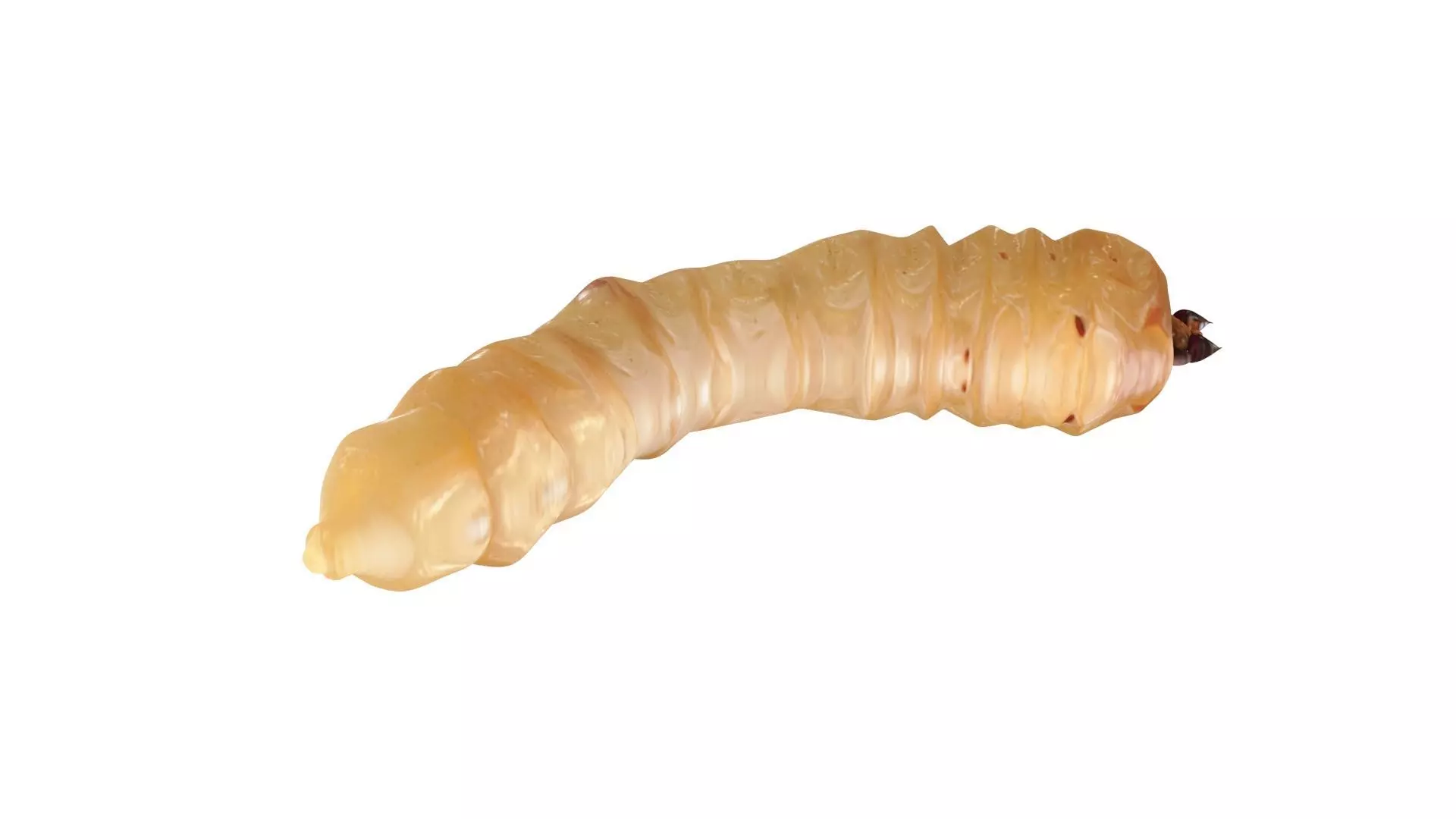 Maggot 3D model_12