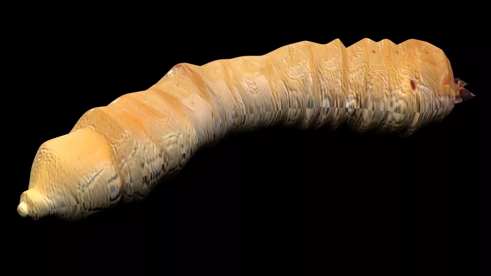 Maggot 3D model_8