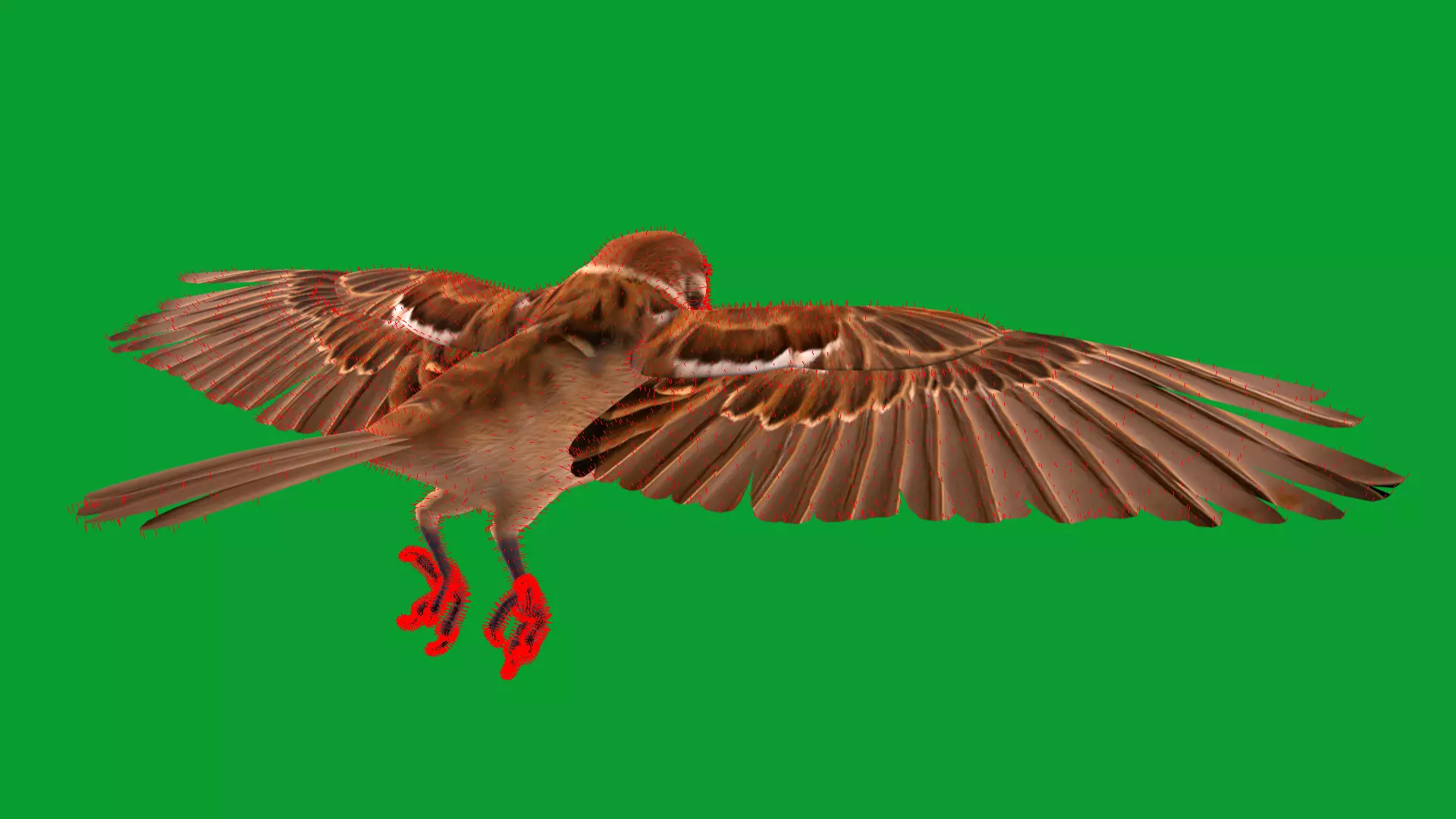 Eurasian Tree Sparrow Low-poly 3D model_14
