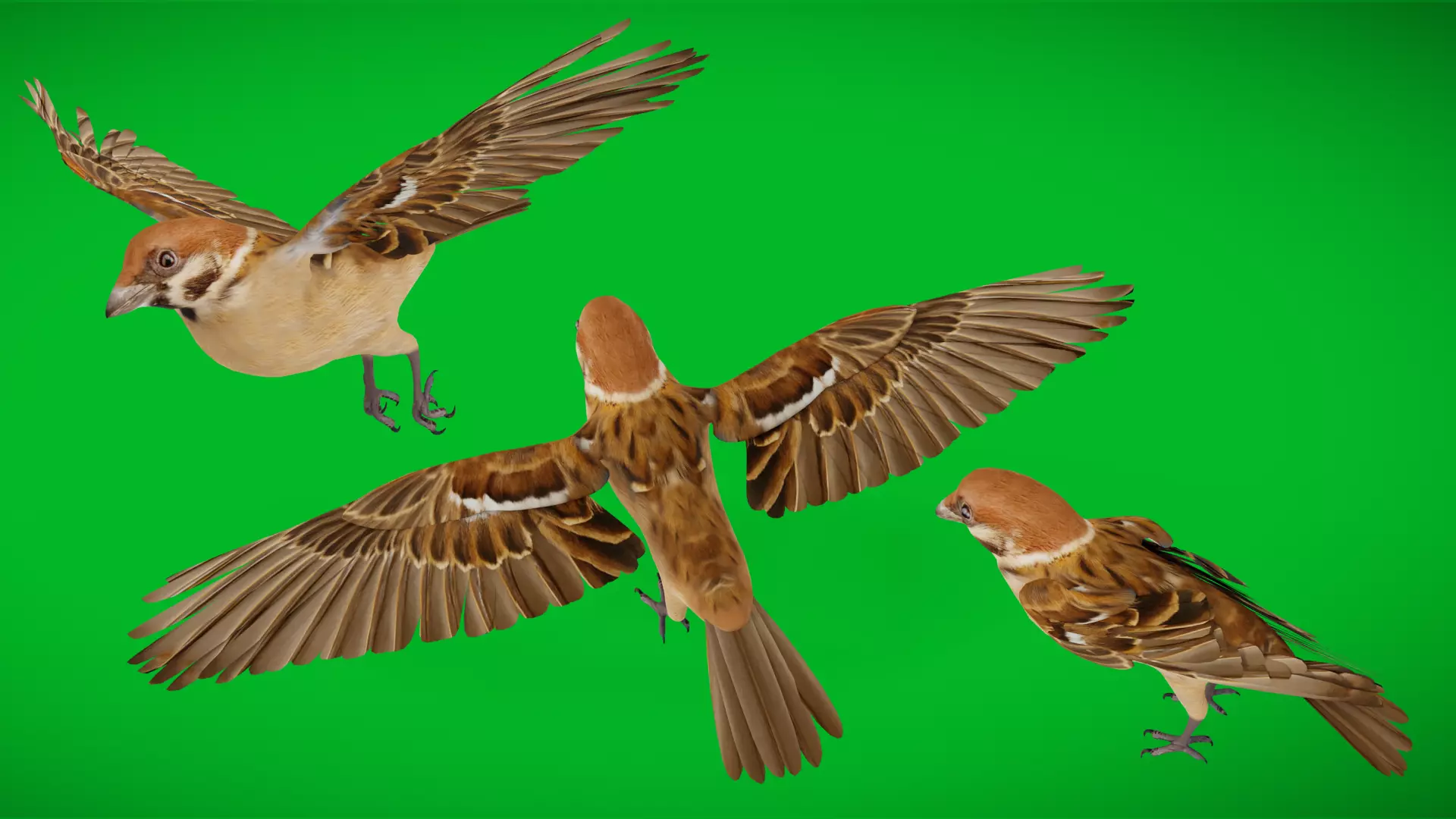 Eurasian Tree Sparrow Low-poly 3D model_4