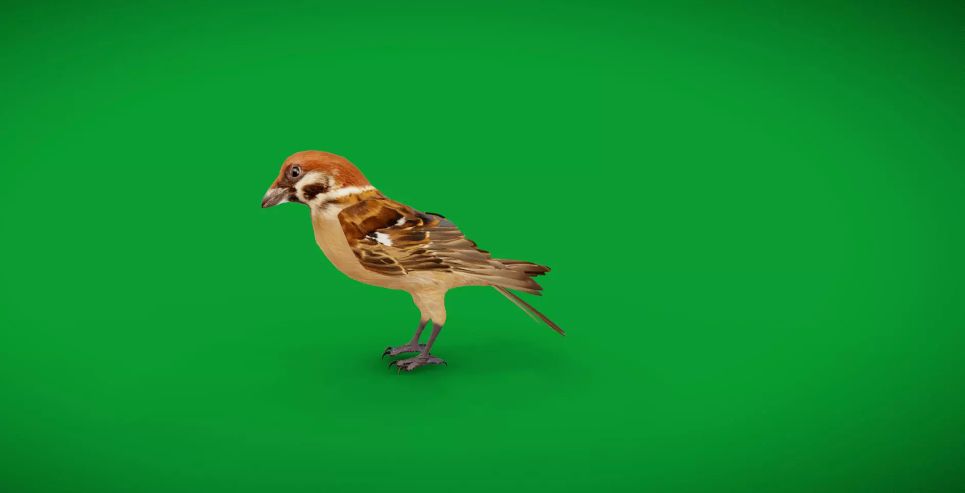 Eurasian Tree Sparrow Low-poly 3D model_7