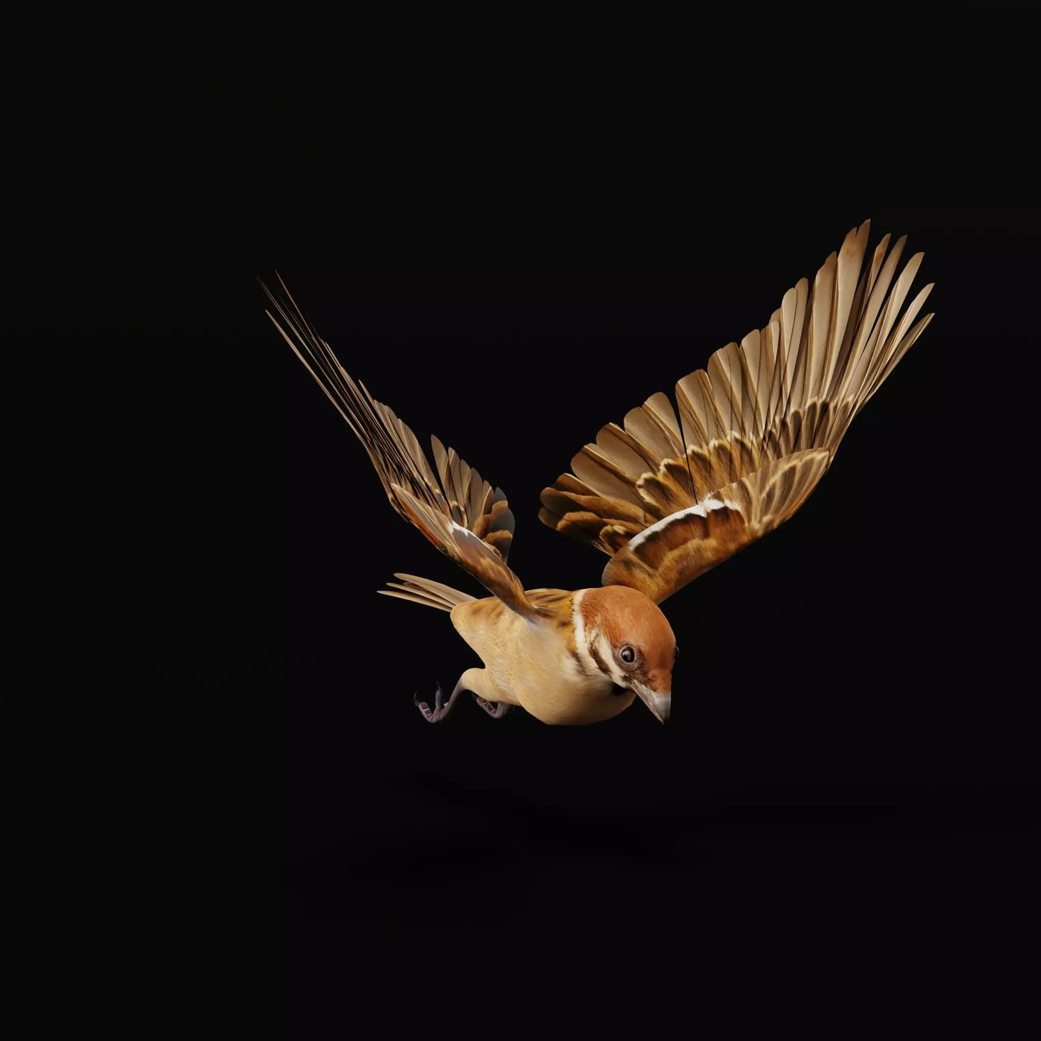 Eurasian Tree Sparrow Low-poly 3D model_56
