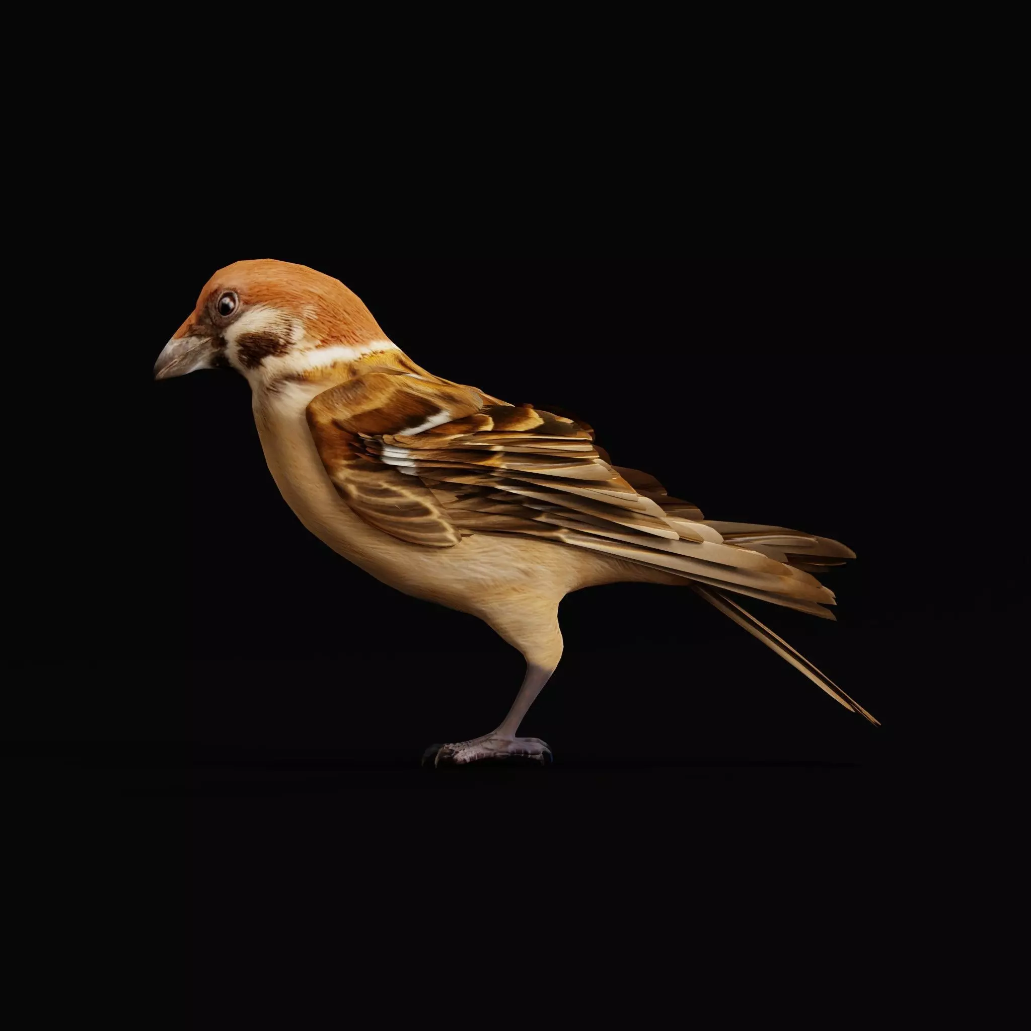 Eurasian Tree Sparrow Low-poly 3D model_46