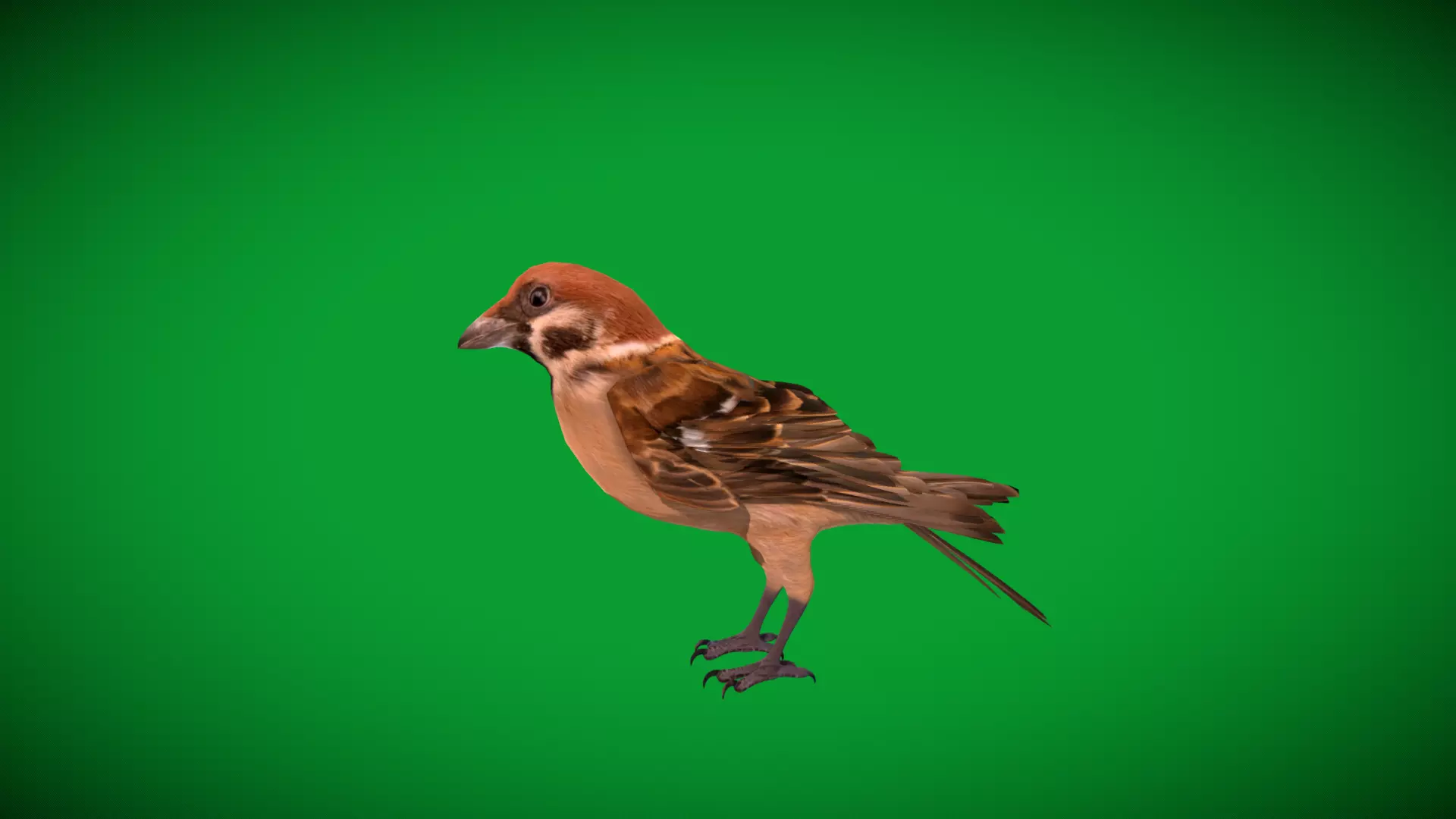 Eurasian Tree Sparrow Low-poly 3D model_58