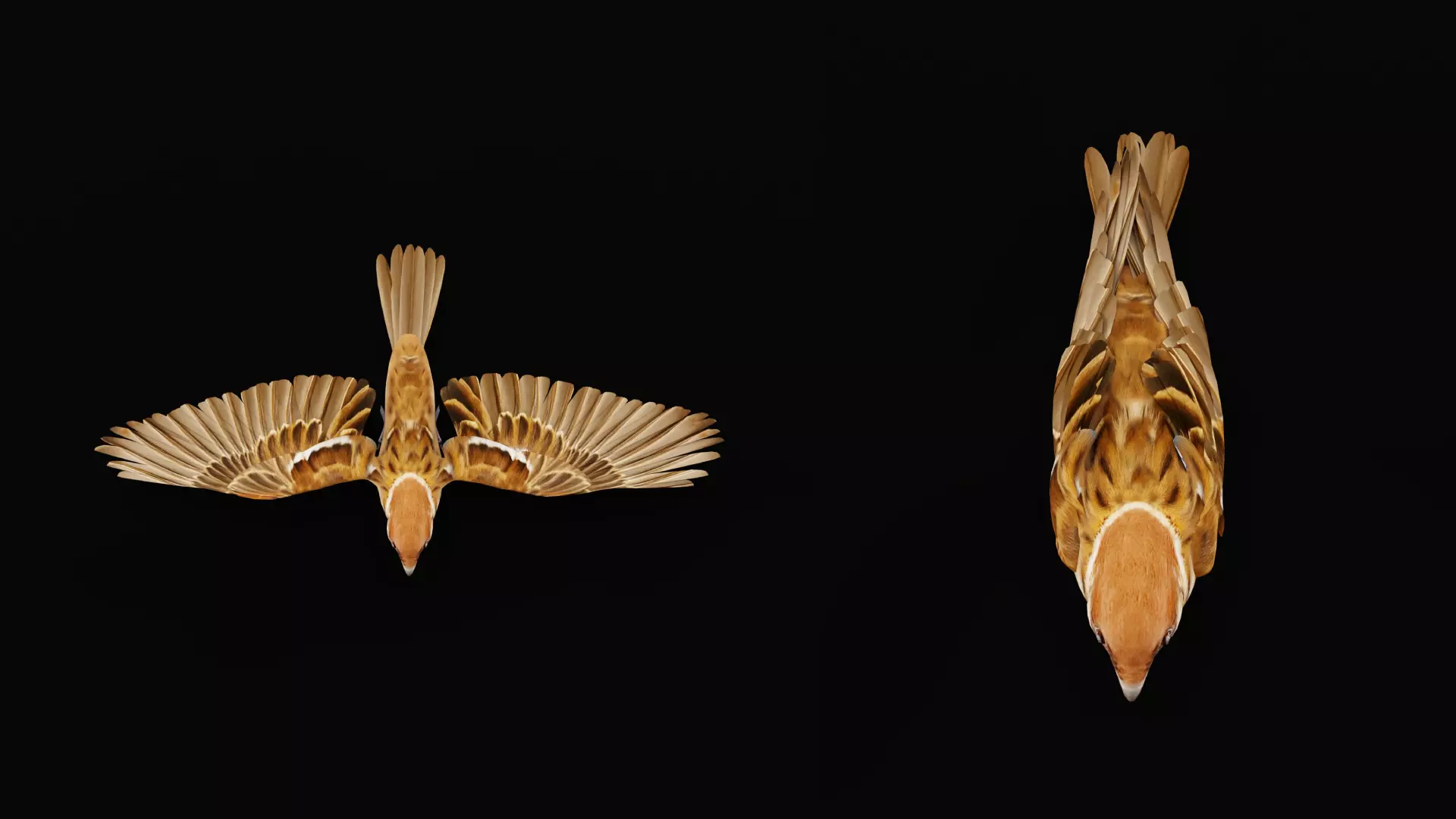 Eurasian Tree Sparrow Low-poly 3D model_21