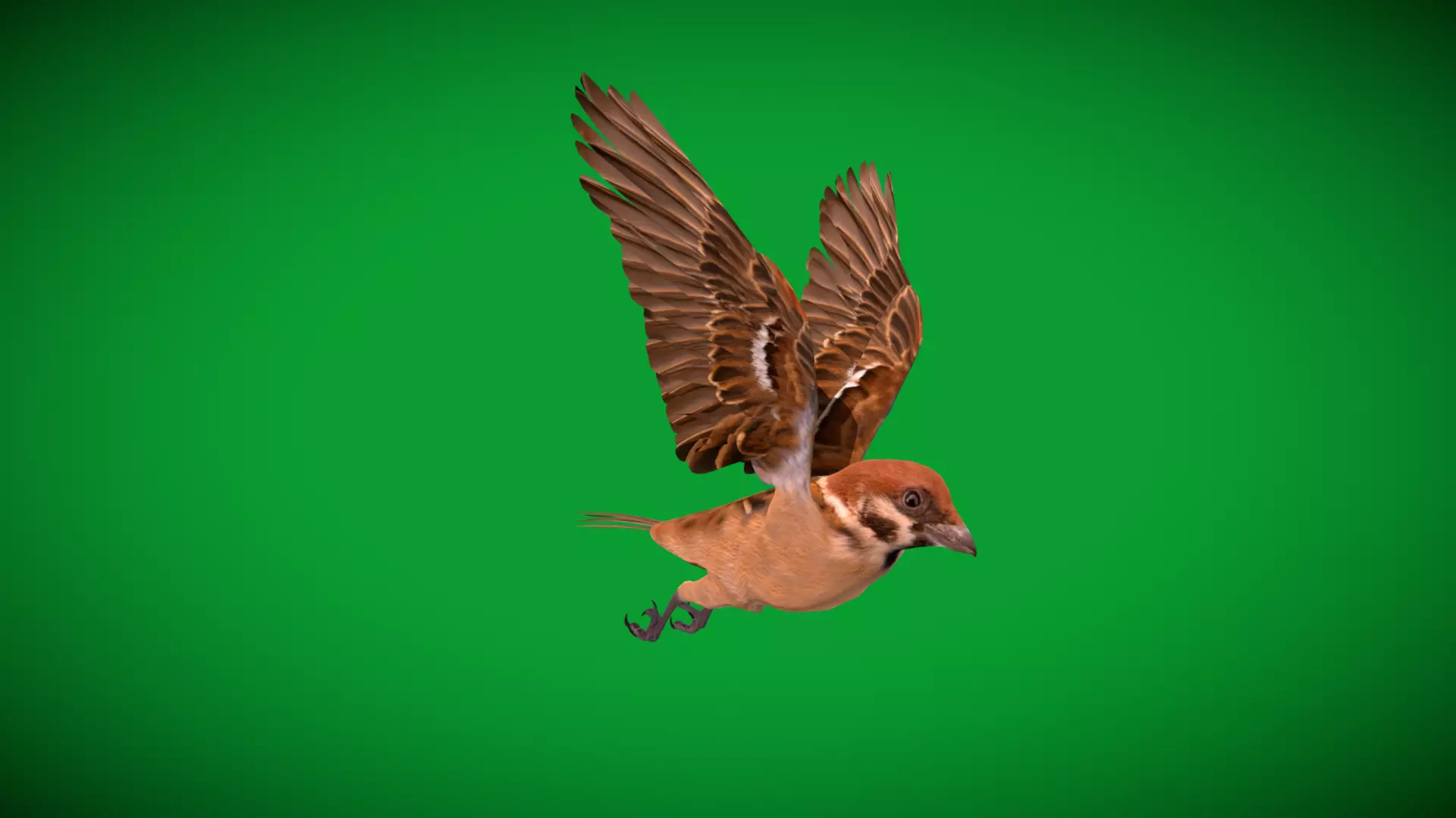 Eurasian Tree Sparrow Low-poly 3D model_35