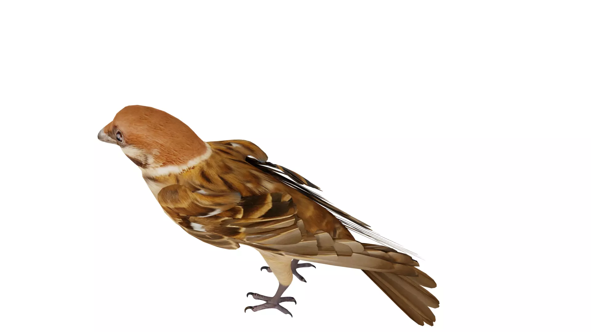 Eurasian Tree Sparrow Low-poly 3D model_50