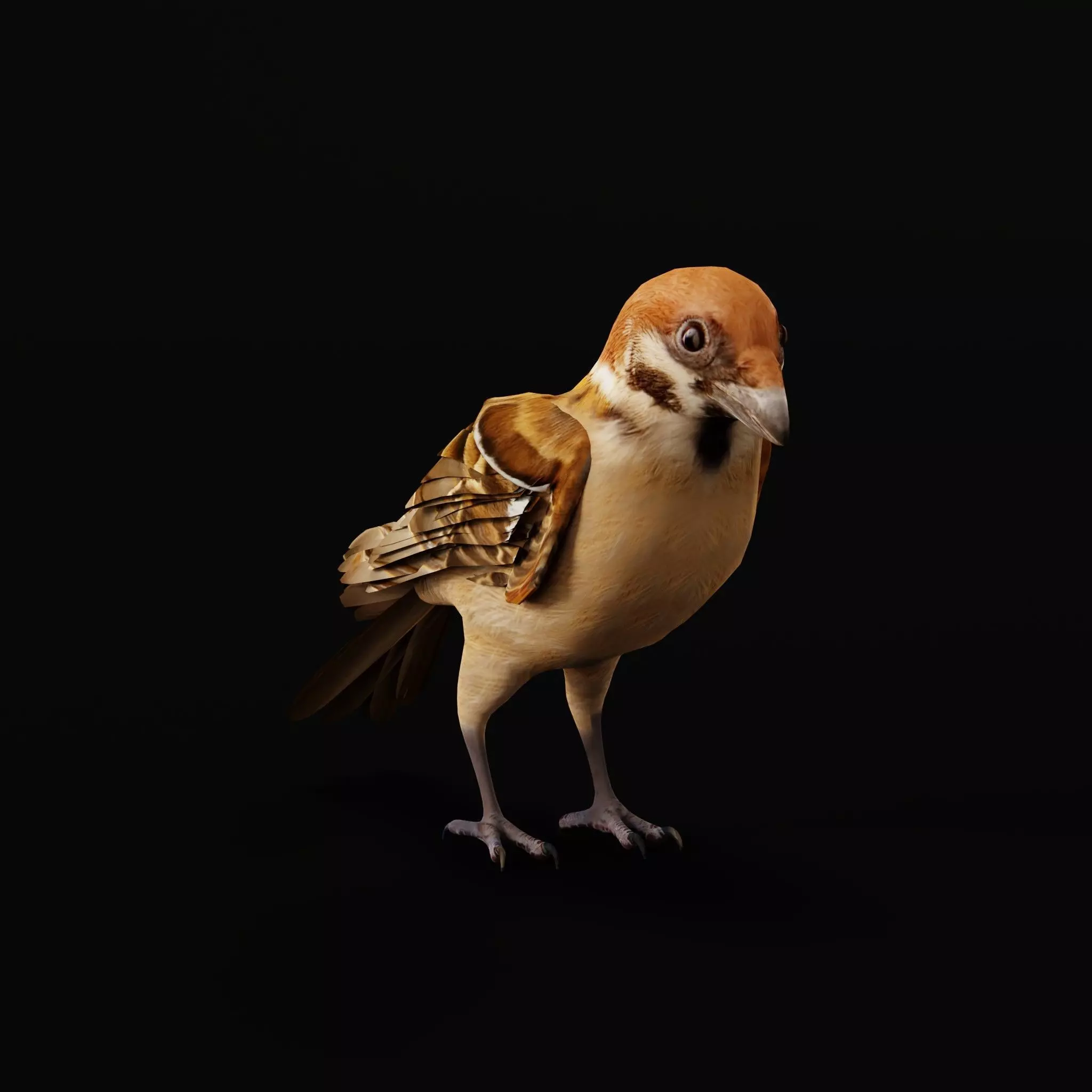 Eurasian Tree Sparrow Low-poly 3D model_45